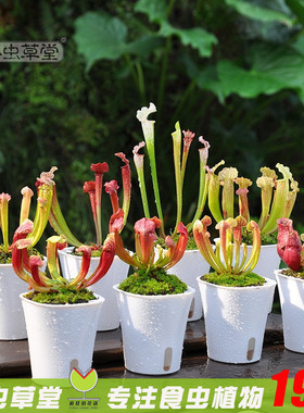 瓶子草盆栽小虫草堂白铠甲查尔逊朱迪思紫色食虫植物捕蝇草猪笼草