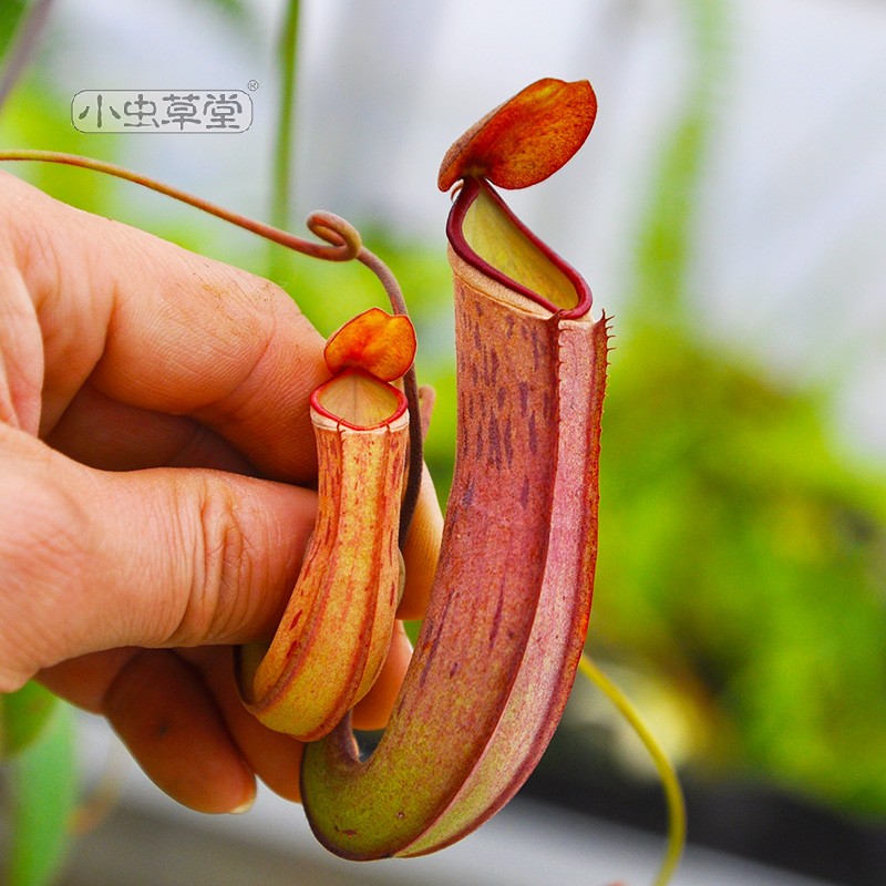 白环猪笼草红绿黑吃白蚁的植物