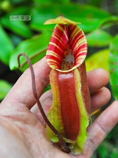 海盗x米兰达猪笼草实生苗花卉盆栽小虫草堂食虫植物绿植花卉杂交
