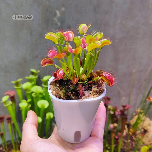 花市小虫草堂分销花店拿货瓶子草