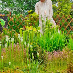 黄瓶子草红管盆栽小虫草堂食虫植物捕蝇草苍蝇全铜帽帝王巨大华丽
