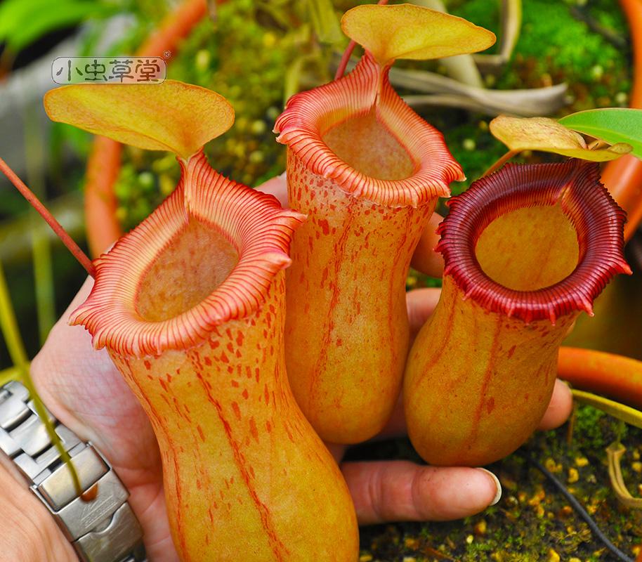 绿植红葫芦食虫室内四季