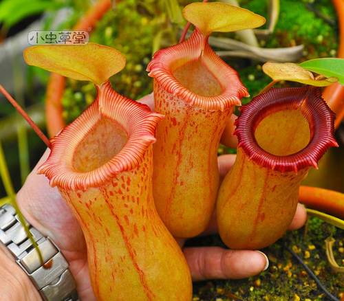 绿植红葫芦食虫室内四季