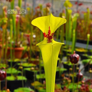 黄瓶子草帝王有香味盆栽小虫草堂大型食虫植物巨大全红管铜帽华丽