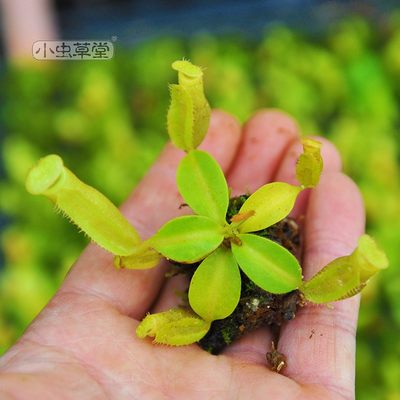 陈氏猪笼草小虫草堂食虫植物实生苗盆栽chaniana食虫草强健高地种