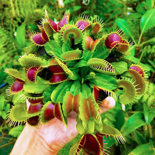 捕蝇草小虫草堂植物盆栽食虫草捕虫草猪笼草茅膏菜驱蚊超大扑人花