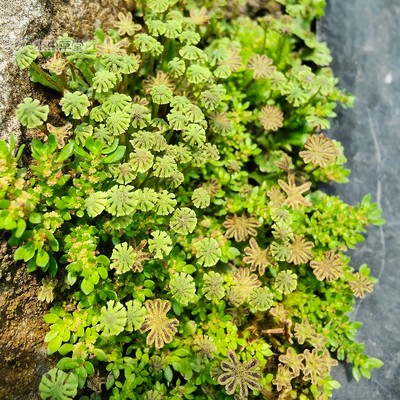 地钱地衣苔藓植物微景观造景盆景