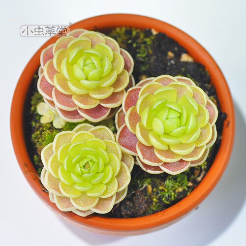 食虫植物花卉价格 食虫植物花卉图片 星期三