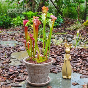 小虫草堂瓶子草组合成株套装朱迪思白海角食虫植物盆栽花园绿植大