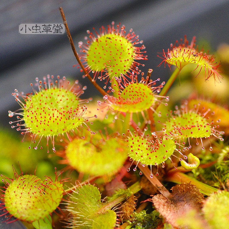 小虫草堂直播茅膏菜植物盆栽三脉