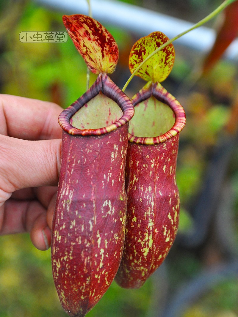 绯红猪笼草速生大型种室内捕虫