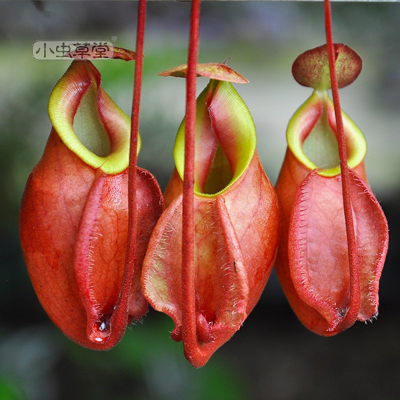 海盗猪笼草强健好养耐水淹