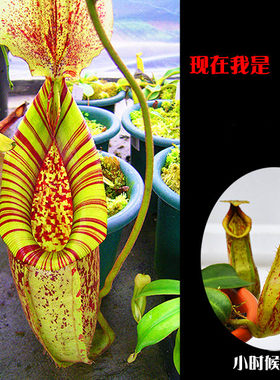黛瑞安娜猪笼草小虫草堂