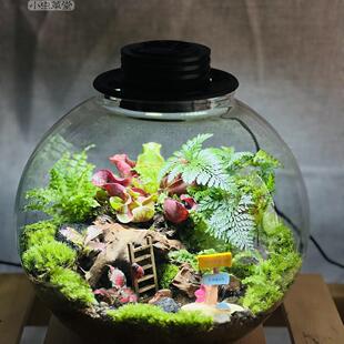 微景观定制订制小虫草堂食虫植物捕蝇草虫堇苔藓玻璃缸生态瓶创意