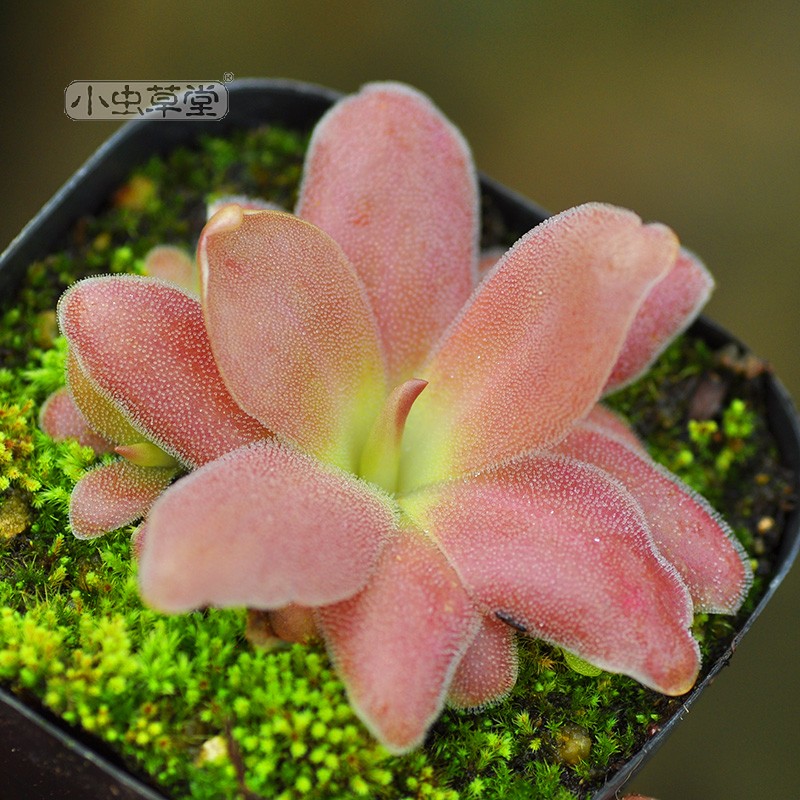 马尔捕虫堇植物盆栽食人花捕蝇草