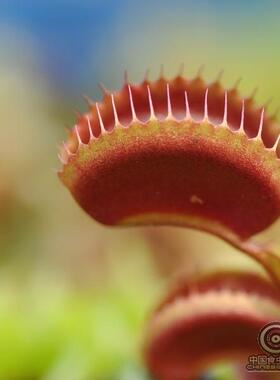 红色日落捕蝇草DM.Clayton's Red Sunset食虫草驱蚊草食虫植物