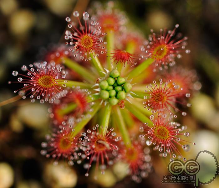 迷你茅膏菜集合冬芽盆栽小虫草堂