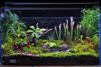 美观食虫瓶子草露天阳台