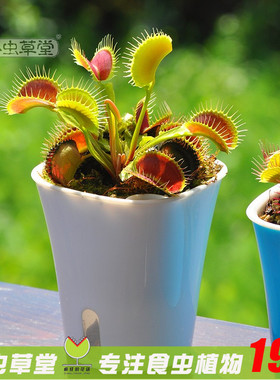 小虫草堂捕蝇草植物盆栽食虫草捕虫草猪笼草茅膏菜驱蚊超大食人花