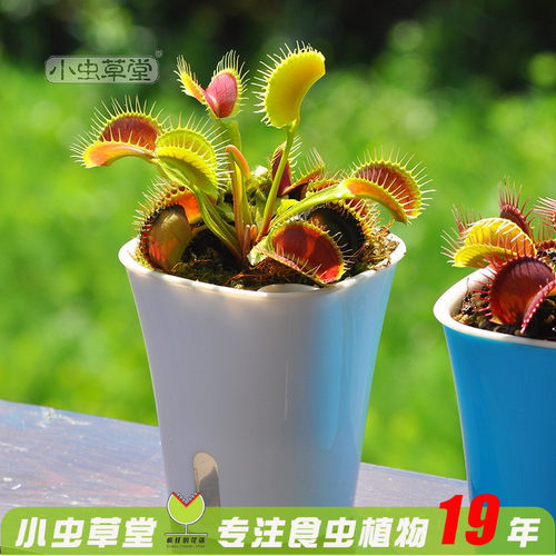 捕蝇草盆栽食虫植物19年品牌质保