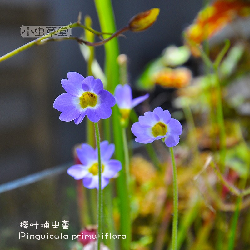 樱叶小虫草堂食虫植物水培捕虫堇