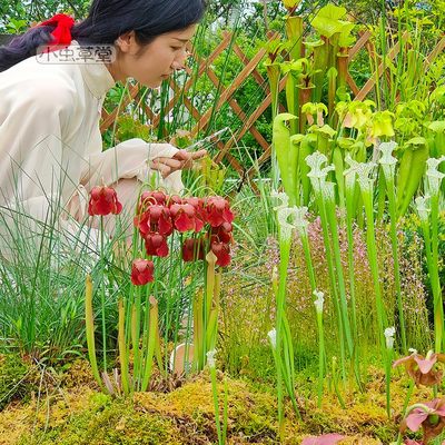 食虫植物盆栽造景蝇蚊瓶子草