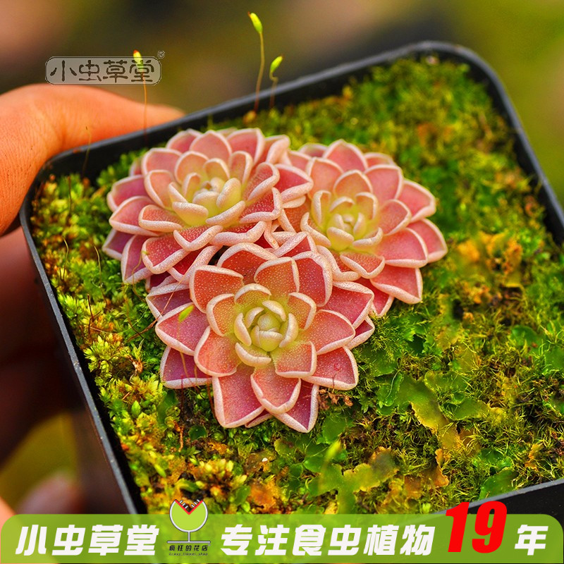 驱蚊草花卉盆栽苗多肉捕虫堇