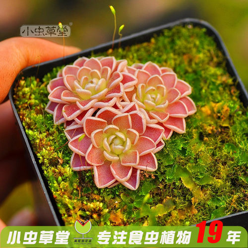 驱蚊草花卉盆栽苗多肉捕虫堇