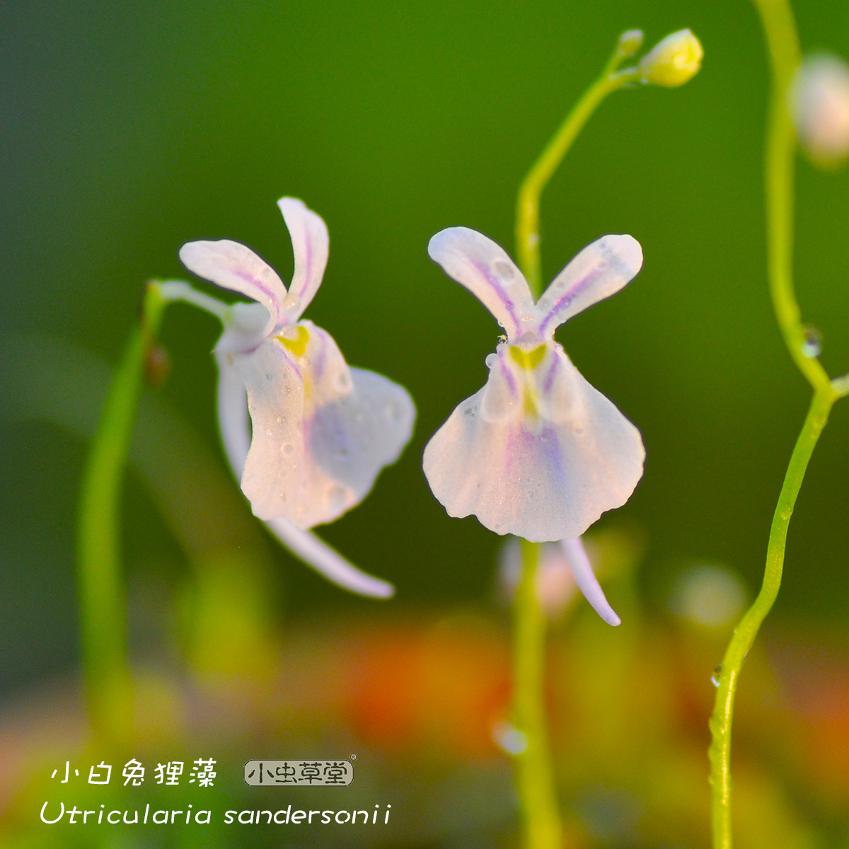 小白兔狸藻小兔子食虫草小蓝小虫草堂植物盆栽室内水培花卉办公室 鲜花速递/花卉仿真/绿植园艺 食虫植物 原图主图