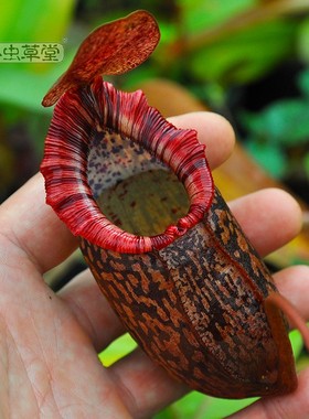 辛布亚x显目猪笼草小虫草堂食虫植物盆栽食肉植物食虫草观叶绿植