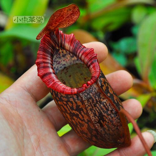 辛布亚x显目猪笼草小虫草堂食虫植物盆栽食肉植物食虫草观叶绿植