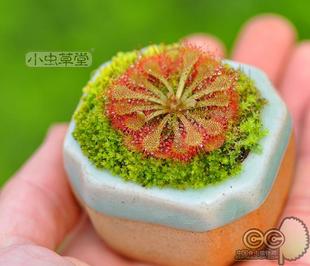 青釉迷你花盆手工粗陶陶瓷捕虫堇肉肉多肉植物创意盆器小虫草堂