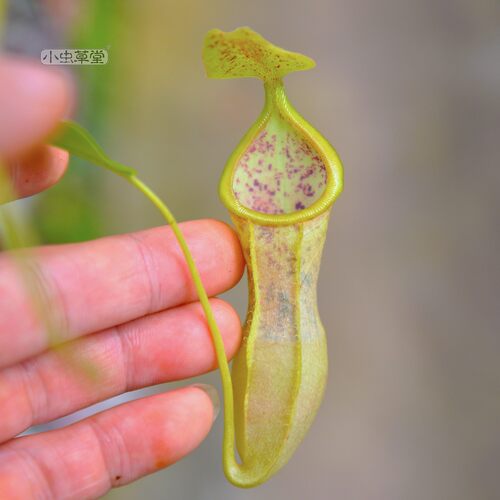 匙叶x风铃猪笼草交种小虫草堂食虫植物盆栽食人花捕虫稀有漏斗形 - 封面