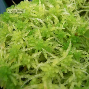 活水苔泥炭藓红水草小虫草堂食虫植物盆栽喜阴智利捕蝇草蝴蝶兰专