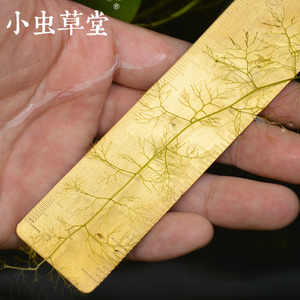 黄花狸藻水生狸藻丝叶捕蚊子幼虫食虫植物水培植物食虫草