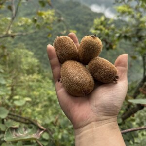 云南大关高山上采摘纯野生猕猴桃绿心奇异果新鲜现摘五斤十斤包邮