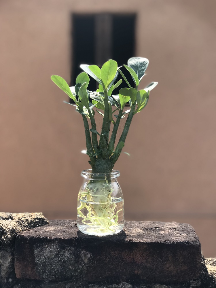 沙漠玫瑰水培植物水养盆景绿植多肉盆栽室内好养活鸭脚木茉莉绿萝