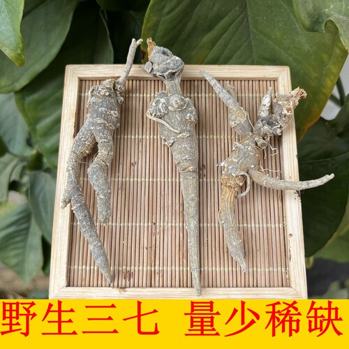 野生三七云南文山高海拔深山采挖