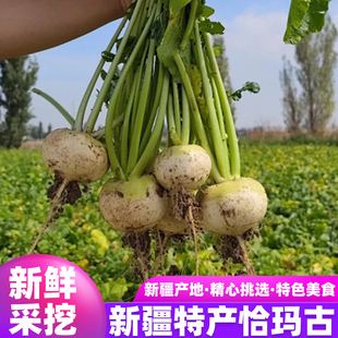 新疆青皮恰玛古柯坪县现挖新鲜蔬菜芜菁碱性食物农家自种蔓菁5斤