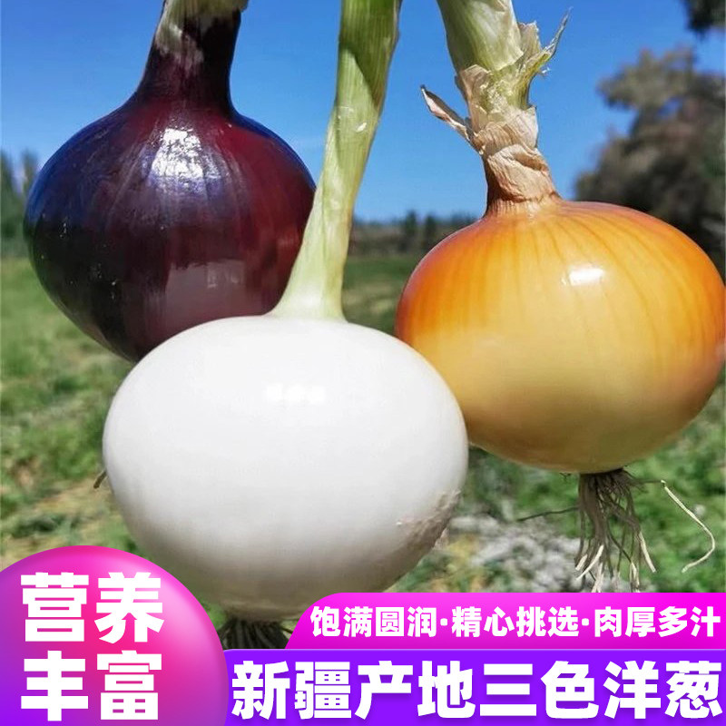 正宗新疆皮牙子白皮水果洋葱甜味生吃新鲜蔬菜农家自种白色洋葱头