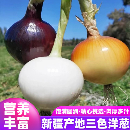 正宗新疆皮牙子白皮水果洋葱