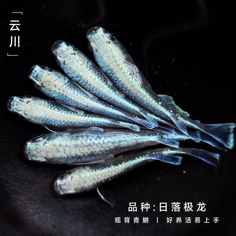 观背青鱂 古法养鱼 日落极龙干支手鳍光 稻田鱼 易上手观赏鱼