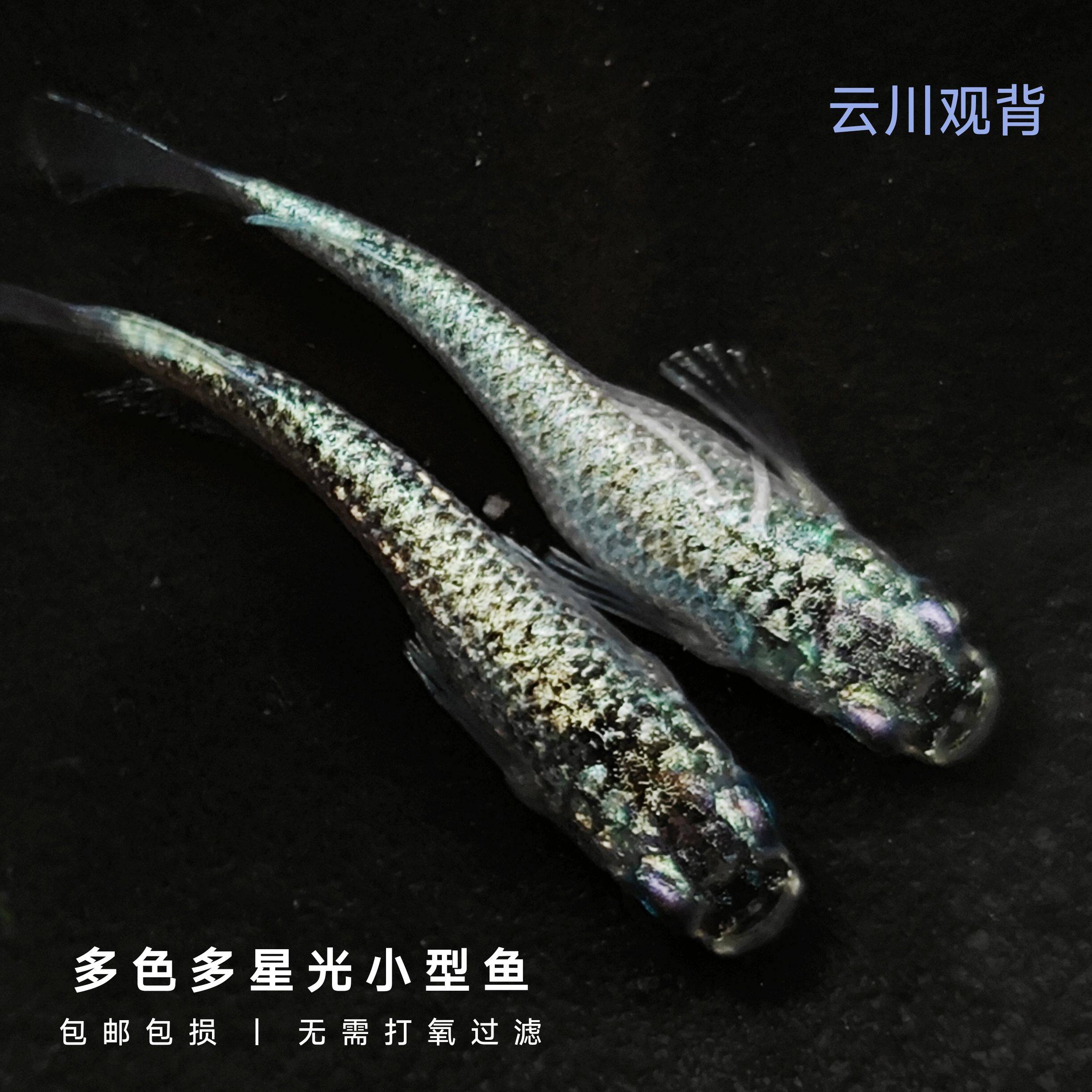观背青鱂不用加温无需打氧古法养鱼稻田鱼多种颜色冷水鱼小型锦鲤
