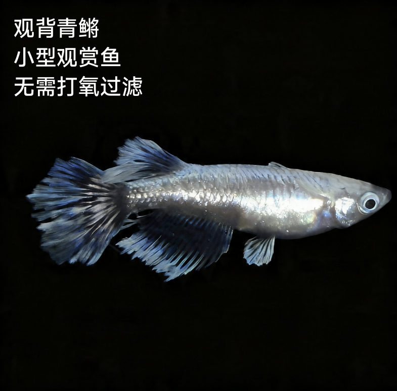 观背青鳉祖母绿宽鳍青鳉鱼苗冷水观赏鱼侧观赏鱼孔雀尾巴易养好看