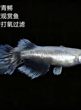 观背青鳉祖母绿宽鳍青鳉鱼苗冷水观赏鱼侧观赏鱼孔雀尾巴易养好看
