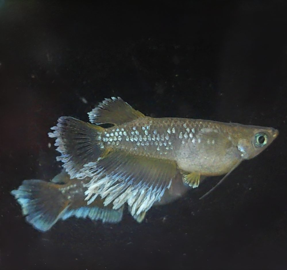 观背青鱂星光鳍光宽鳍起绒侧观稻田鱼无需过滤打氧加温好养观赏鱼