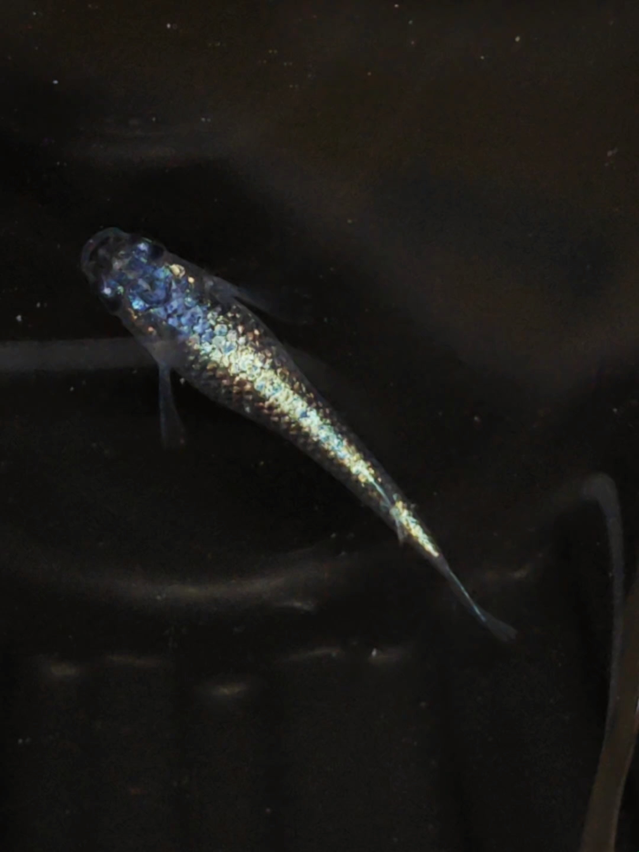观背青鳉蓝色满星光海王星小型观赏鱼不打氧不怕冷不怕热好养易活
