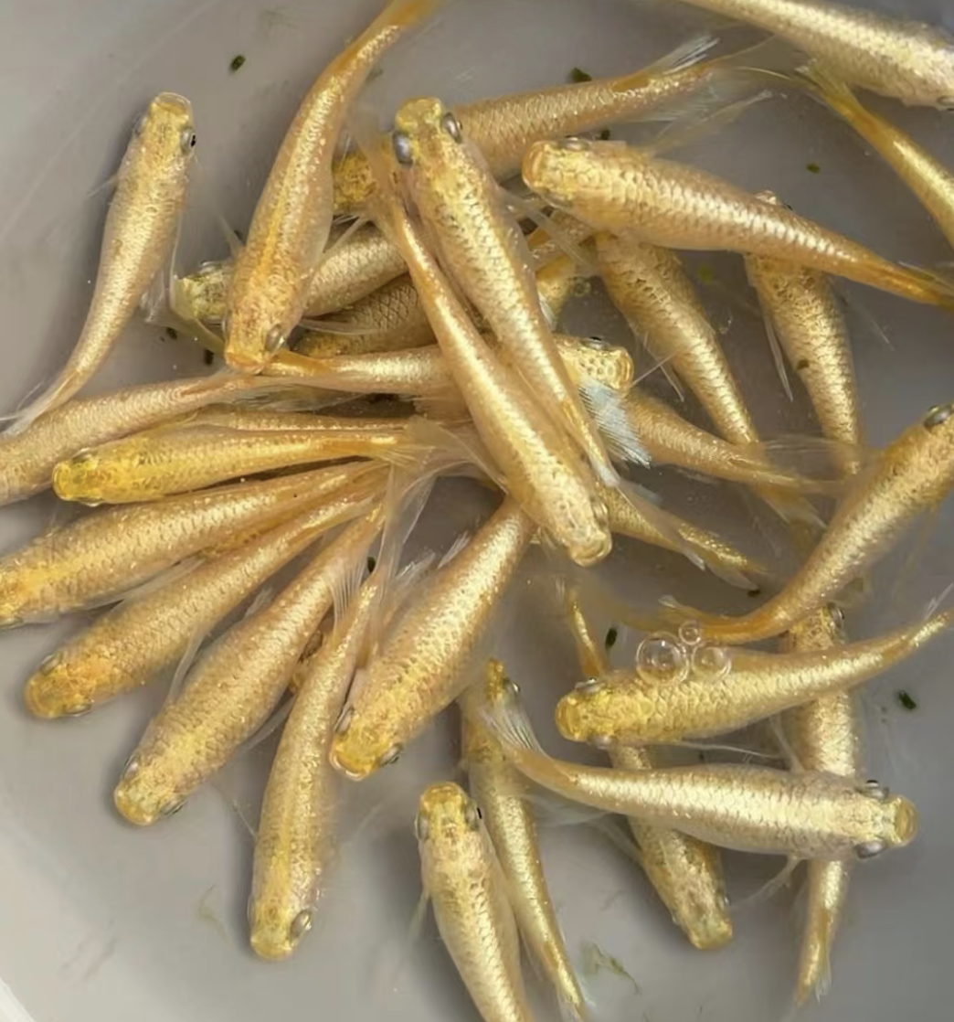 观背青鳉金黄色金龙干支鱼卵淡水冷水观赏鱼古法养鱼不用过滤打氧