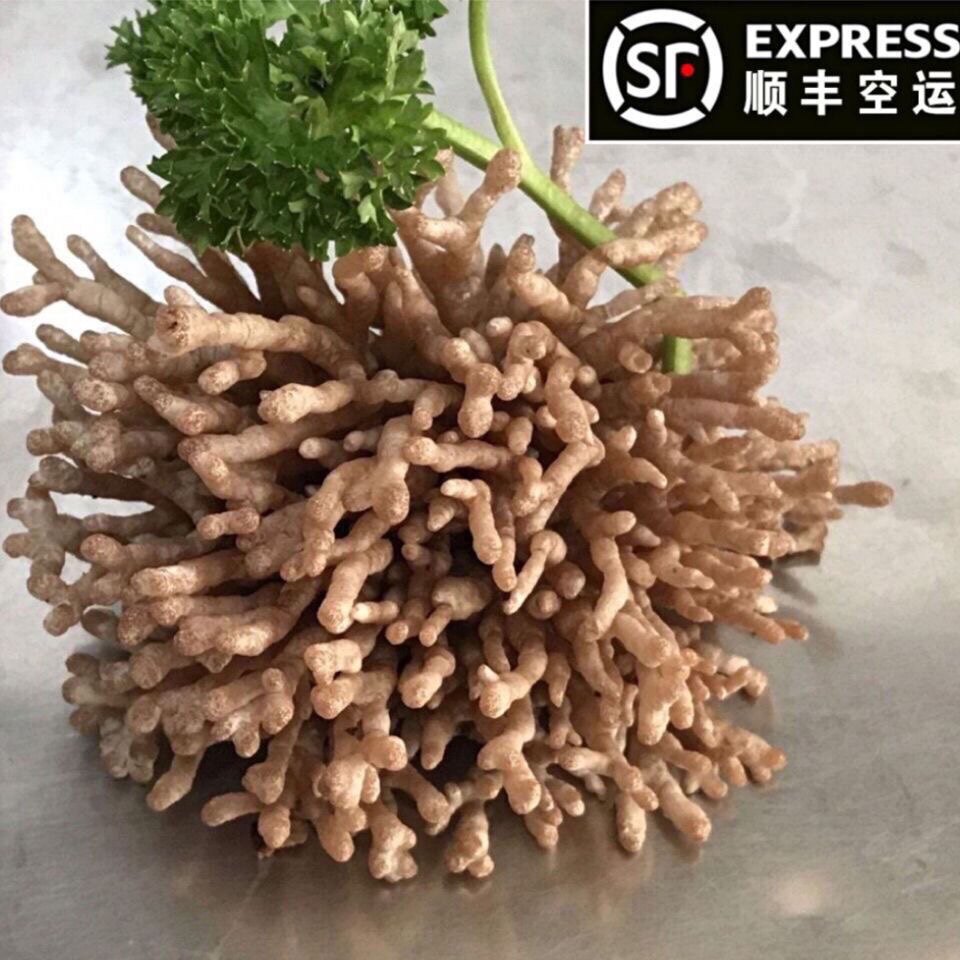 顺丰发货新鲜珊瑚菌猫爪菇龙爪菇500g云南特产非干货煲汤火锅食材