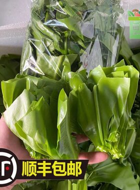 新鲜台湾山苏菜酒店特色食材山苏叶食用基地直发直销蕨菜顺丰包邮